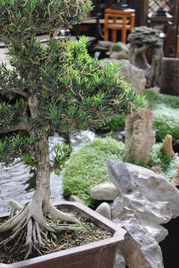 Zen Guest House - Museu Do Bonsai Sintra Exterior foto